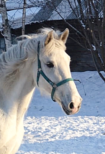 Скарлетт