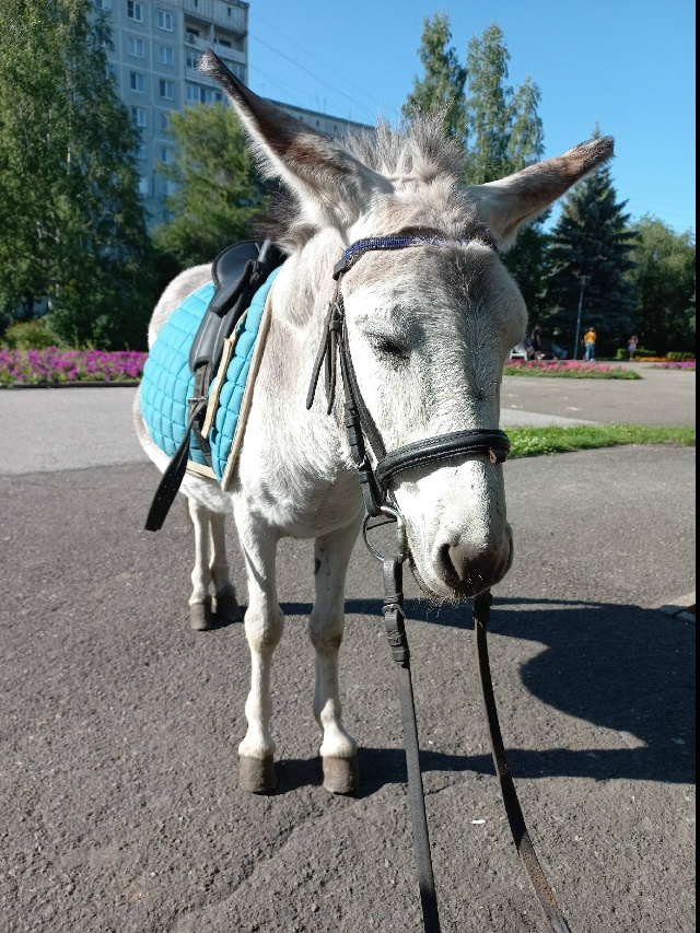 Орлик