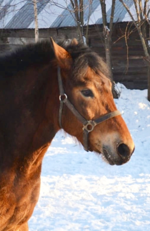 Саури